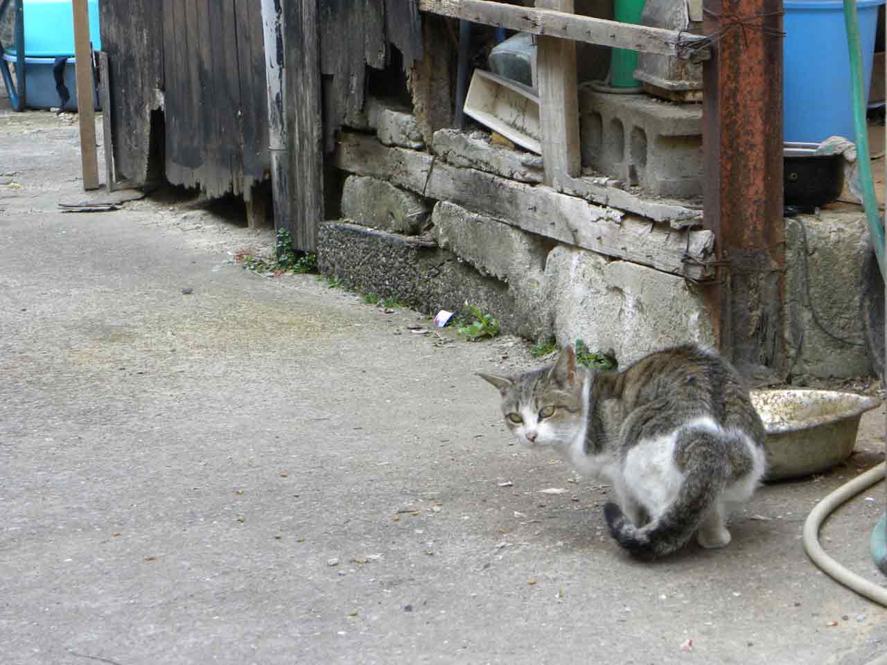 日間賀島には猫がいっぱい！
